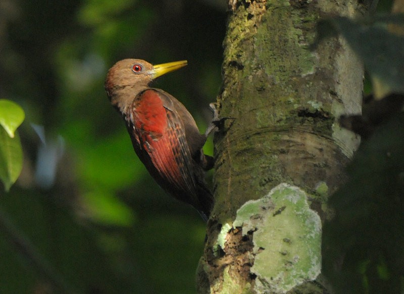 Maroon Woodpecker - ML712682