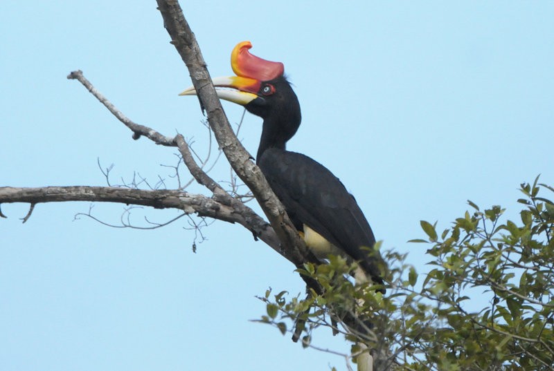 Rhinoceros Hornbill - ML712684