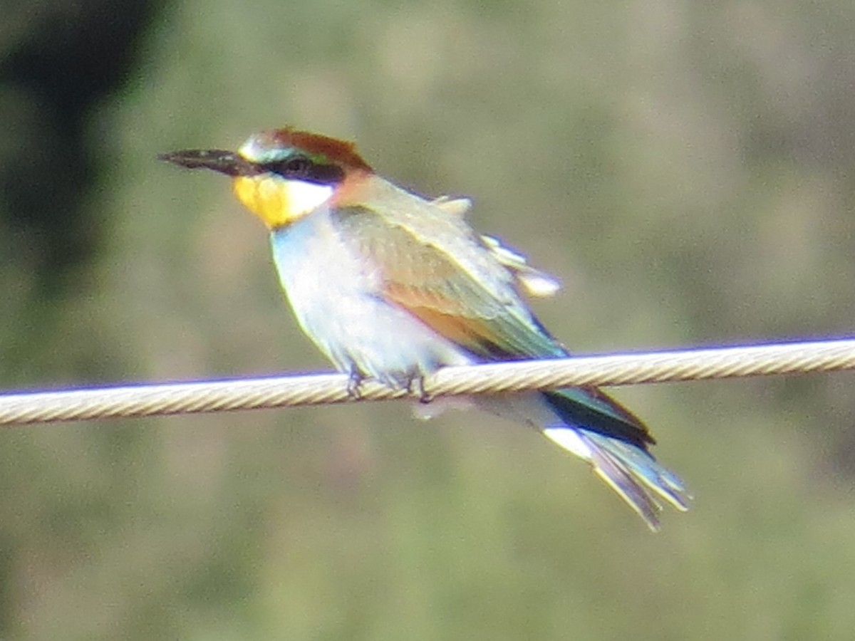 European Bee-eater - ML71269131