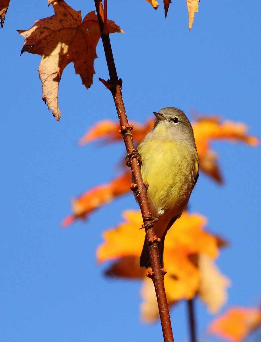 Orange-crowned Warbler - ML71269171