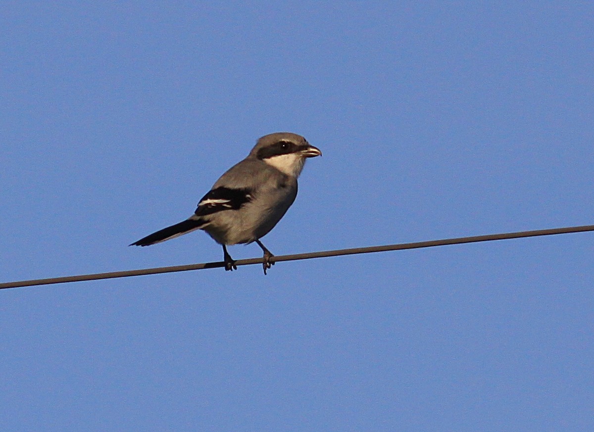 Loggerhead Shrike - ML71269231