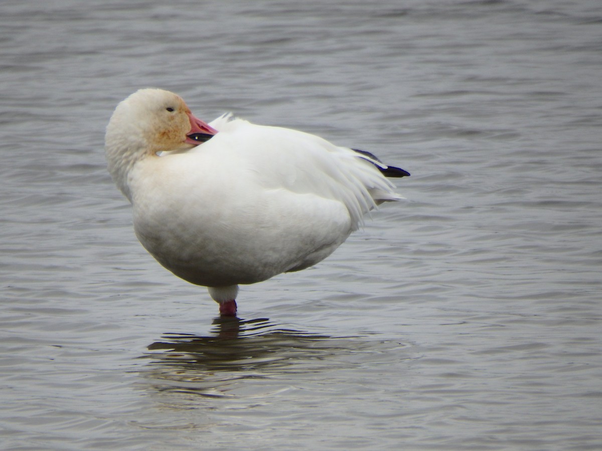 Snow Goose - ML71269551