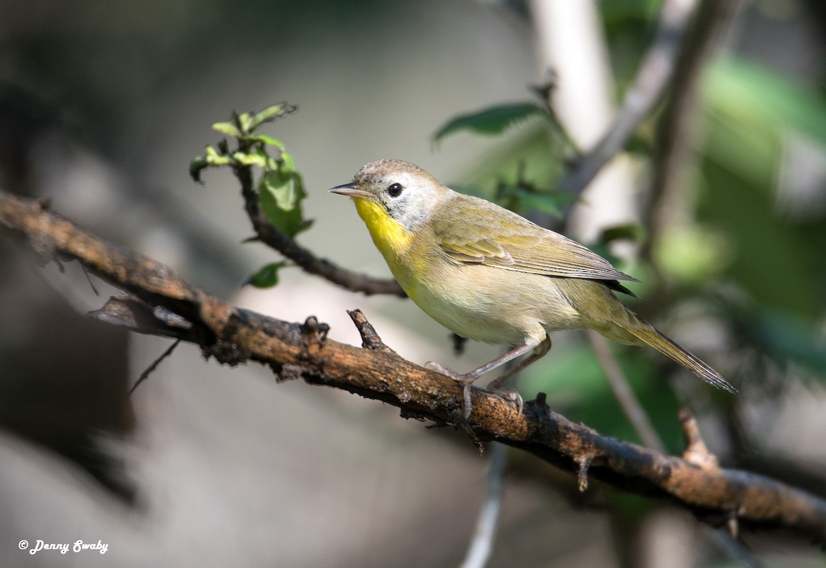 Common Yellowthroat - ML71269561