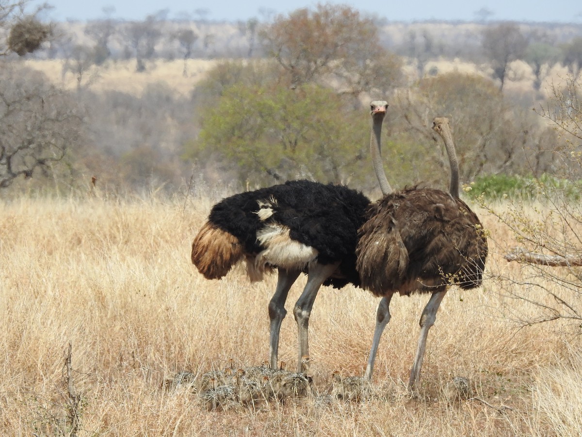 Common Ostrich - Matthew Curtis