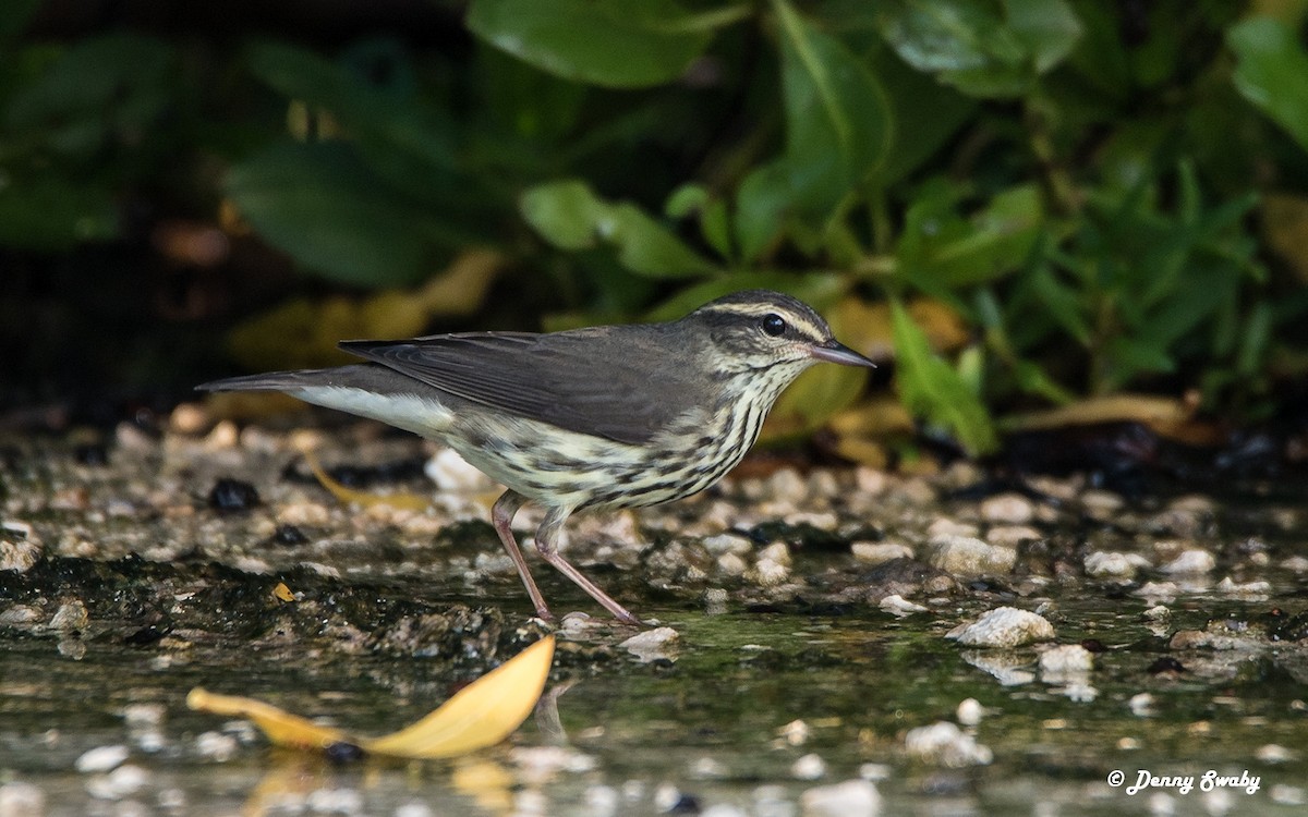 Northern Waterthrush - ML71269761