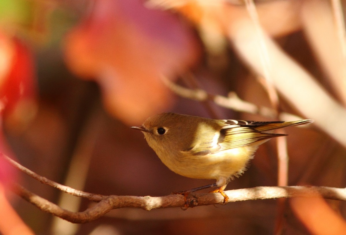 Ruby-crowned Kinglet - ML71270191