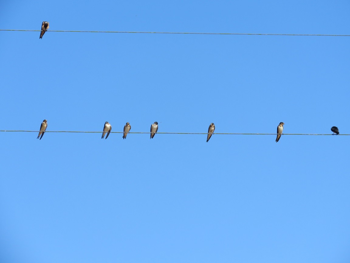 Barn Swallow - ML71270321