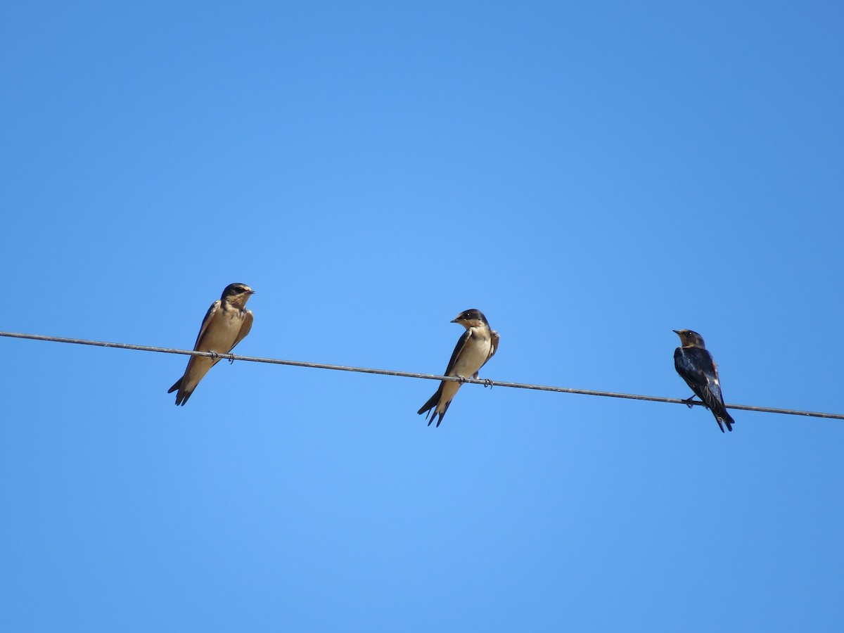 Barn Swallow - ML71270331