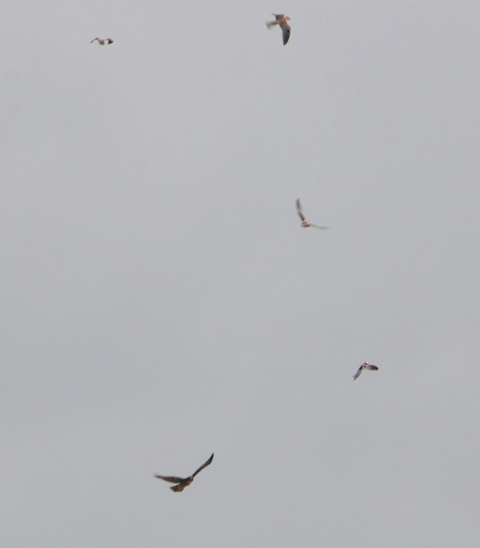 White-tailed Kite - Moe Bertrand