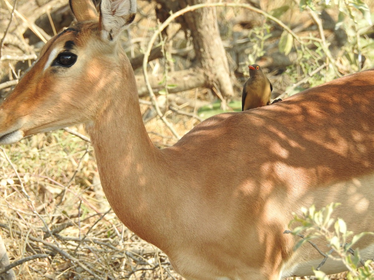 Piqueboeuf à bec rouge - ML71271521