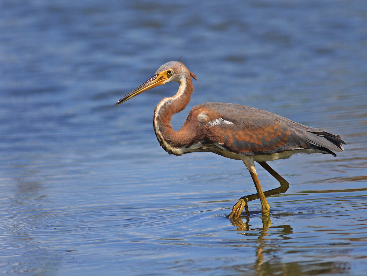 Tricolored Heron - Rufus Wareham
