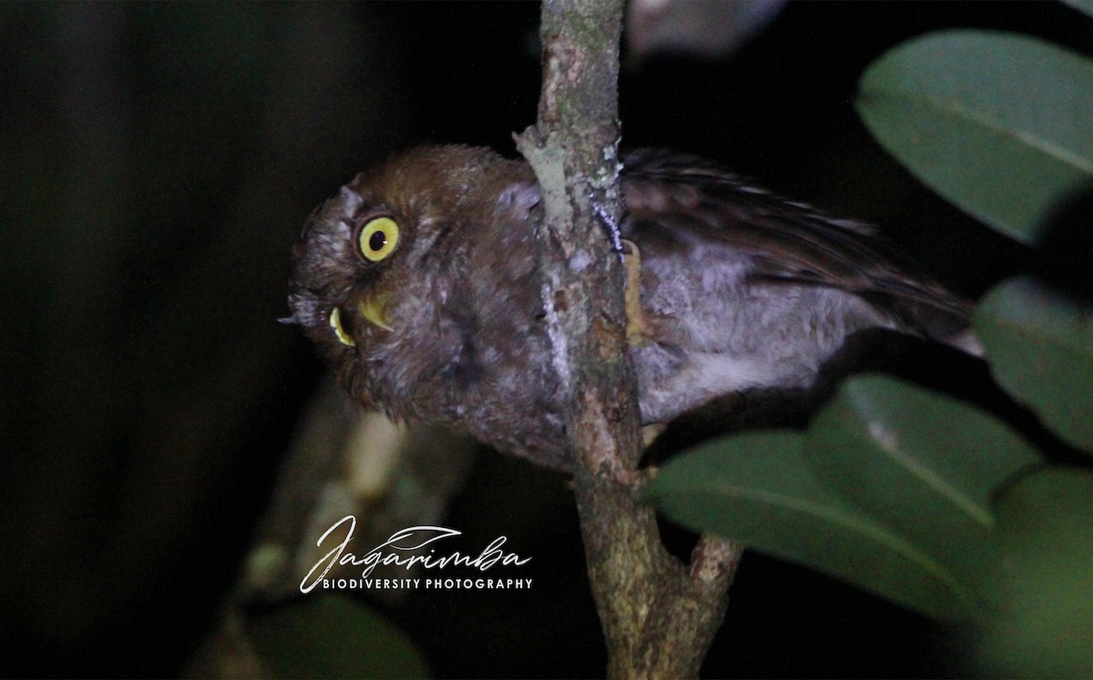 Flores Scops-Owl - Yovie Jehabut