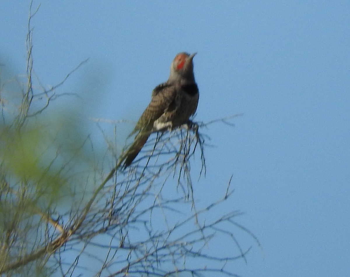 Gilded Flicker - ML71273941