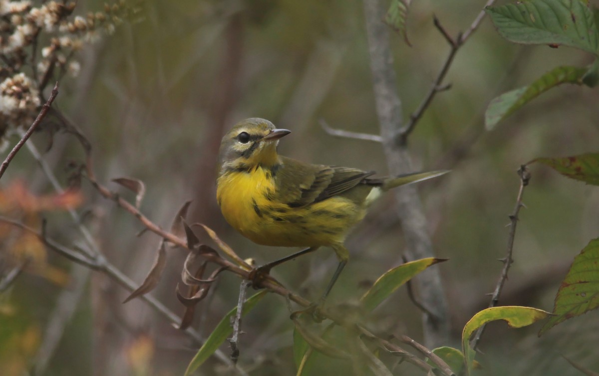 Prairie Warbler - ML71274821