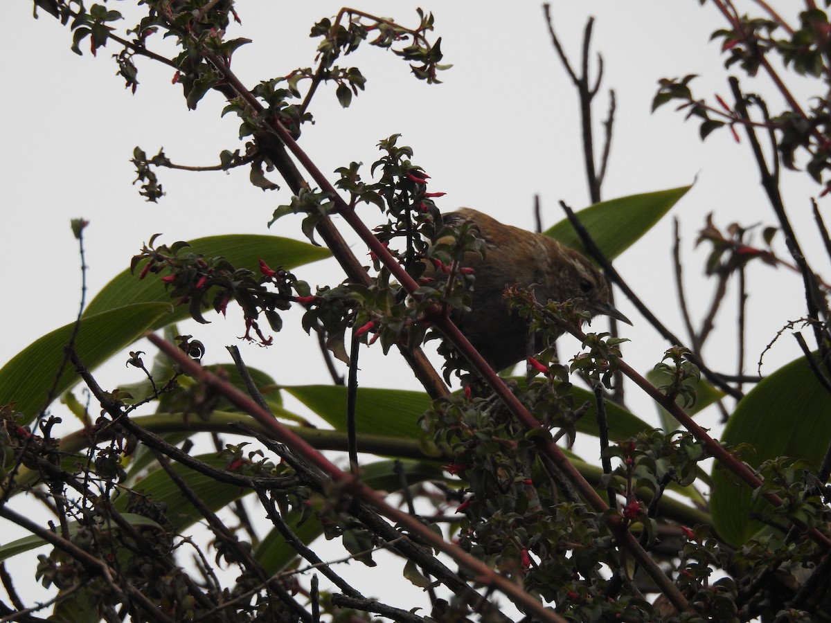 Timberline Wren - Mercedes Alpizar