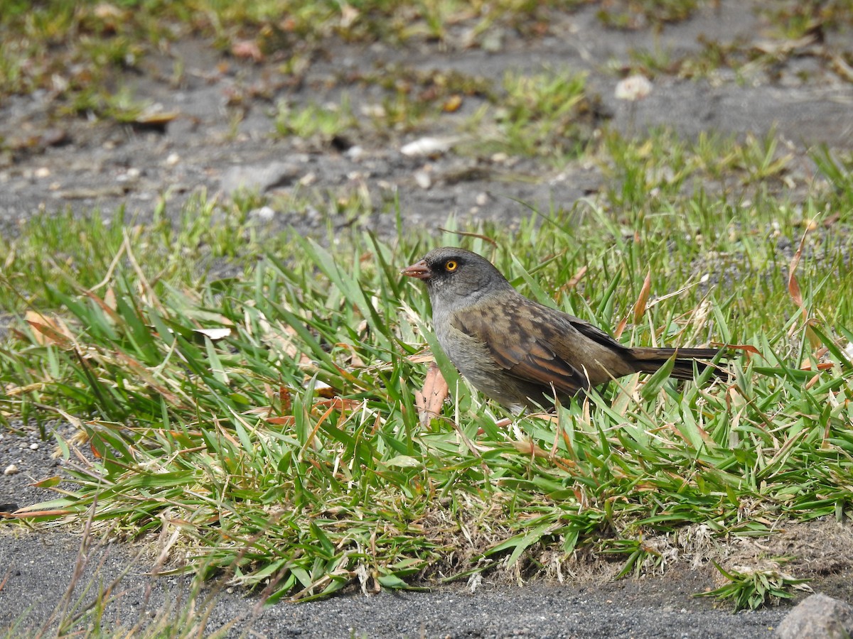 Volcano Junco - Mercedes Alpizar