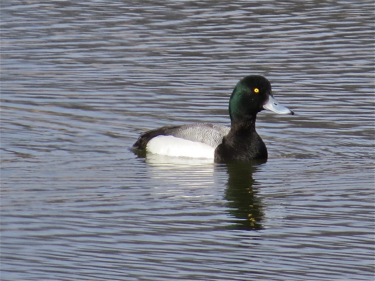 Greater Scaup - Benjamin Murphy