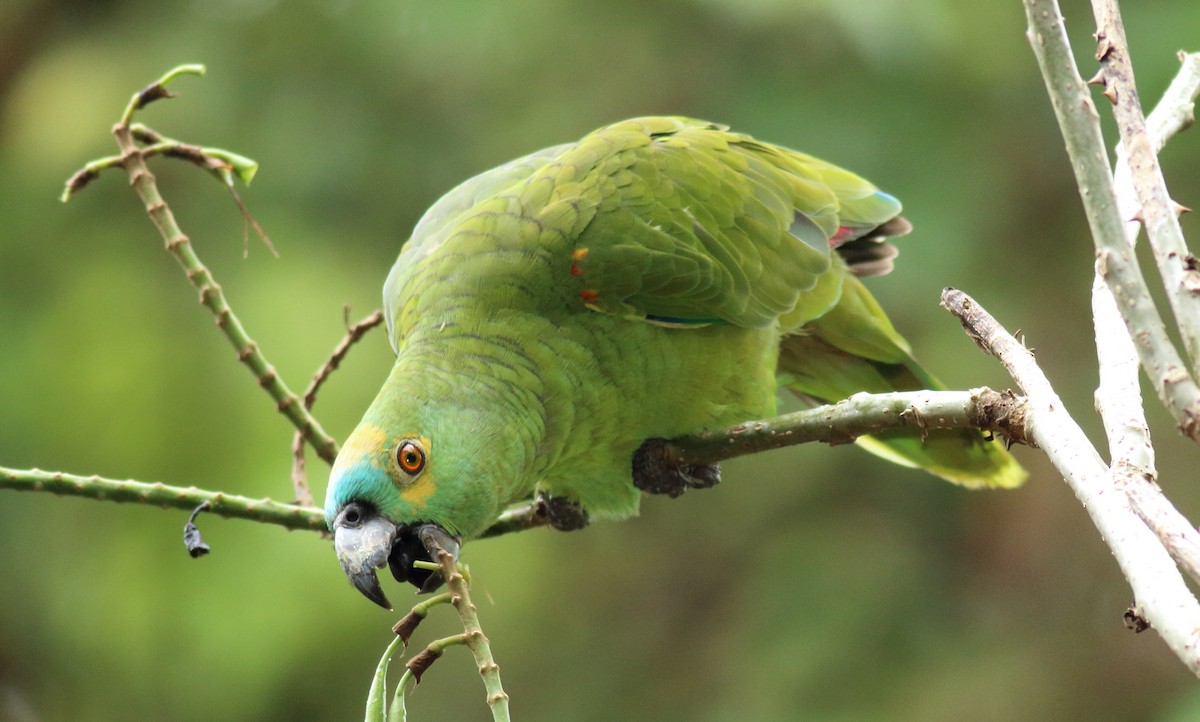 Turquoise-fronted Parrot - Rick Folkening