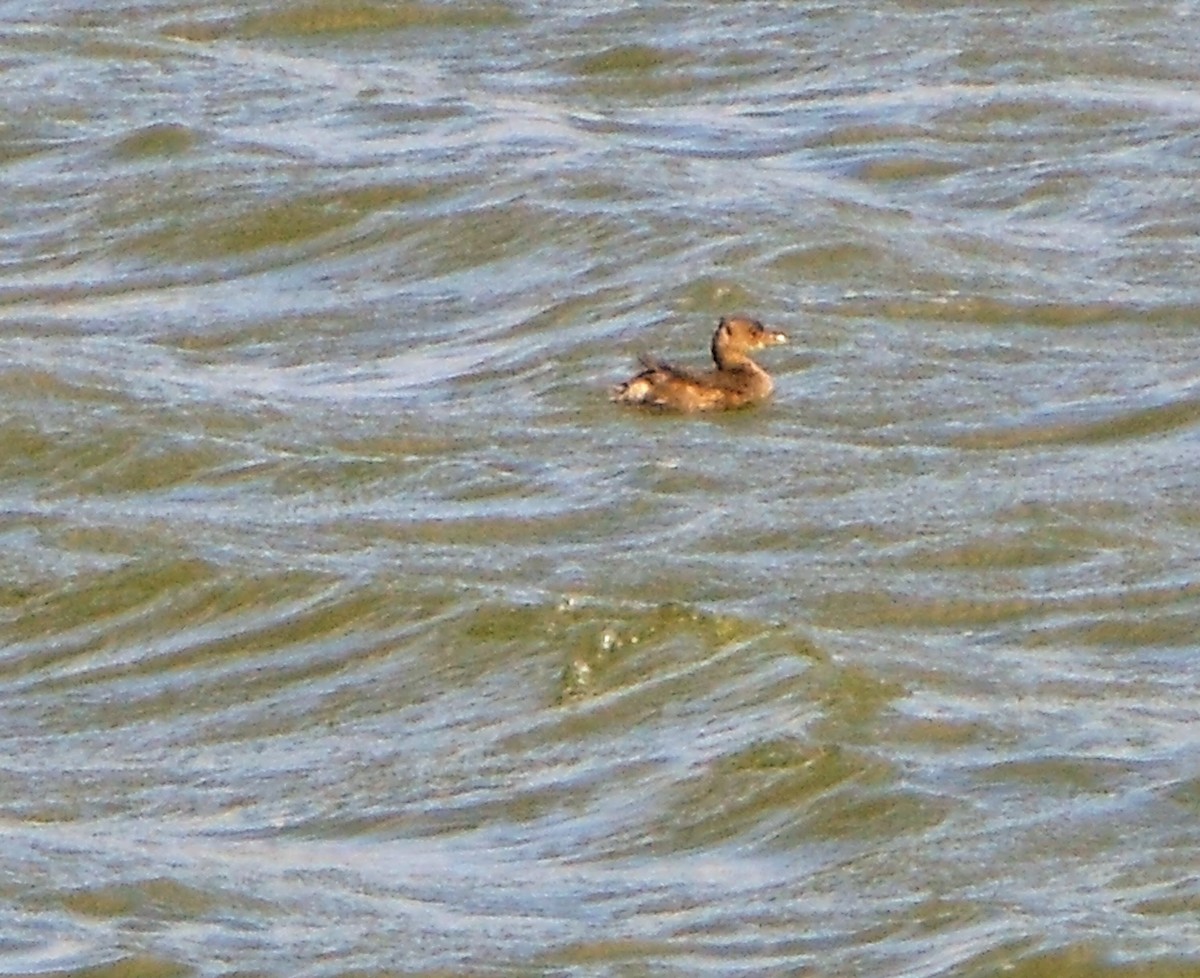 Pied-billed Grebe - ML71279041