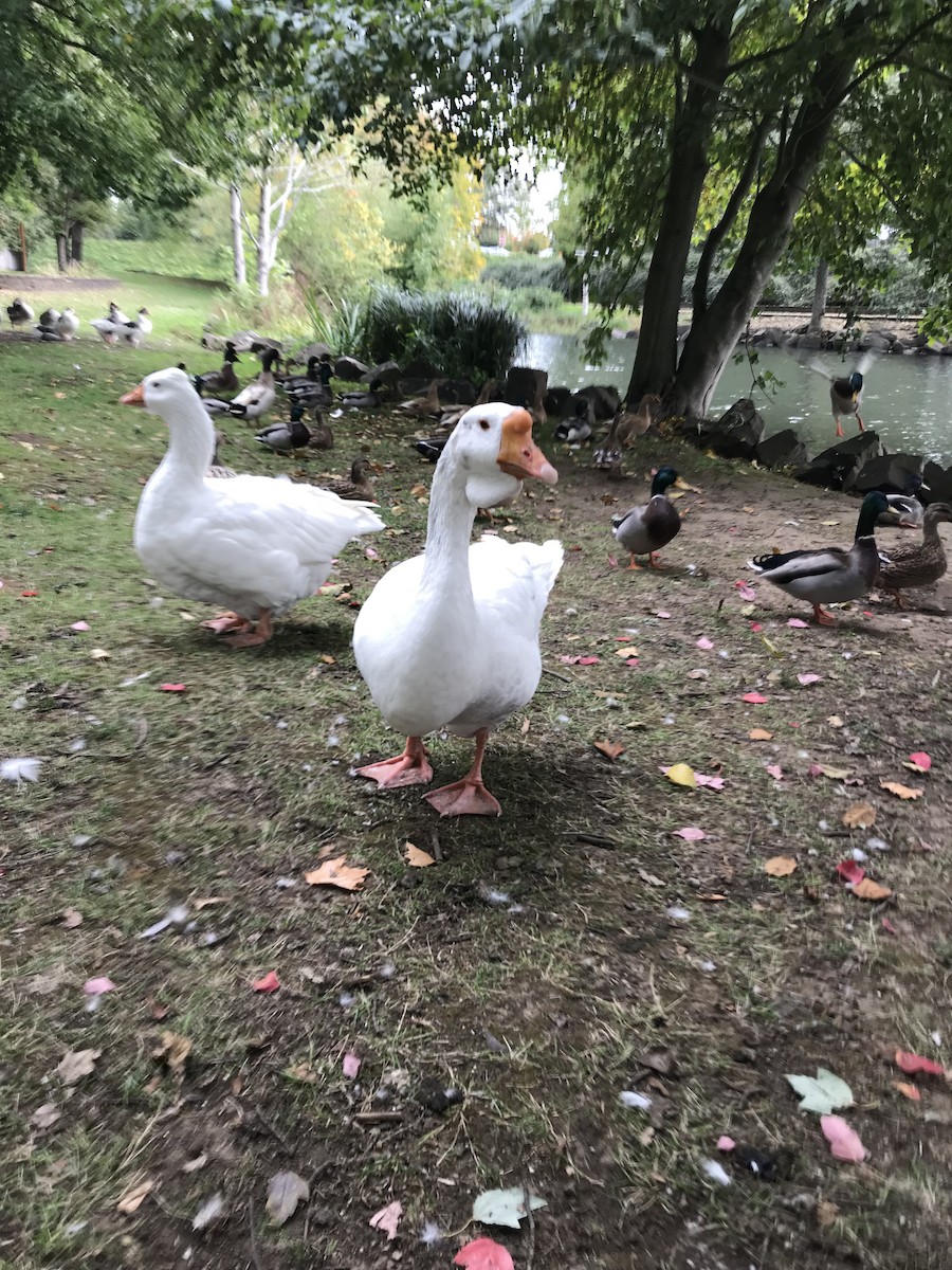 Domestic goose sp. (Domestic type) - ML71280601