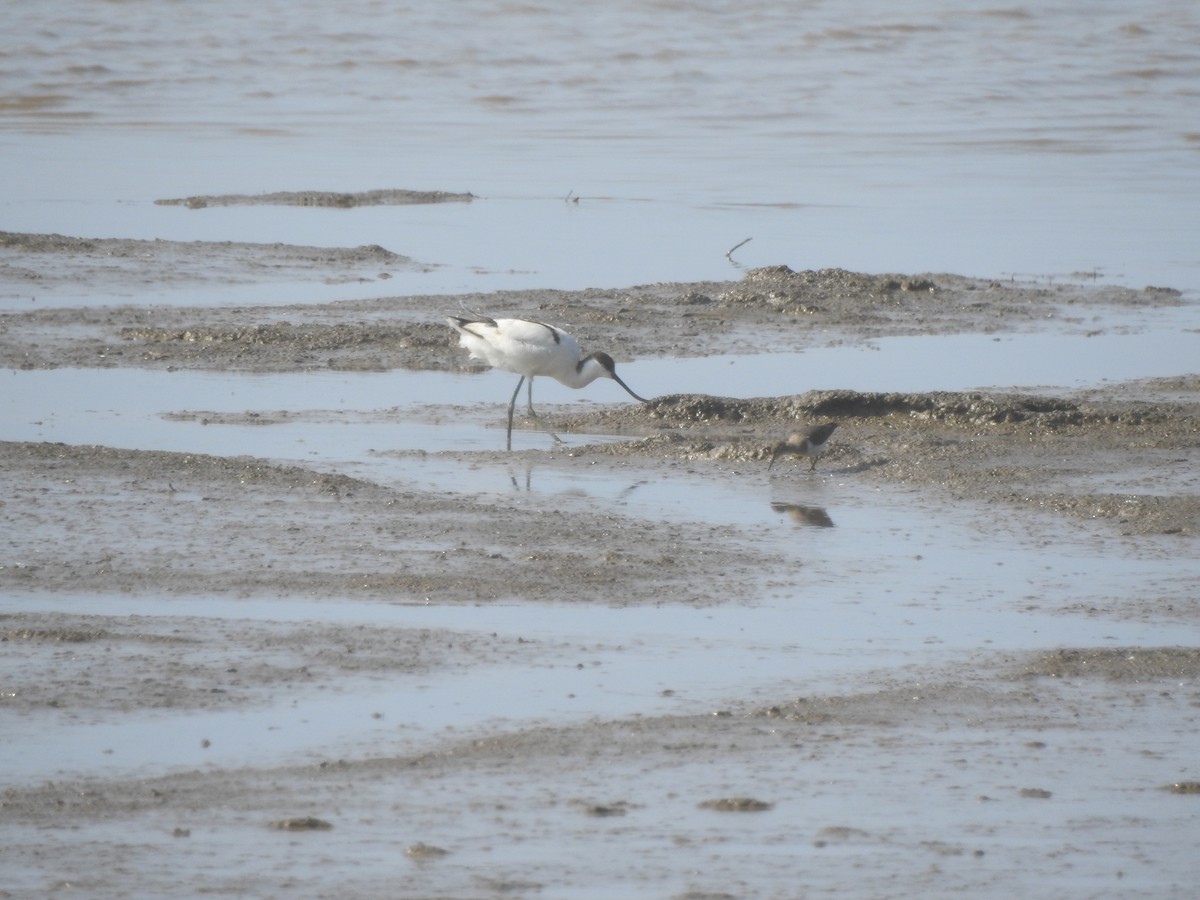 Pied Avocet - ML71281771