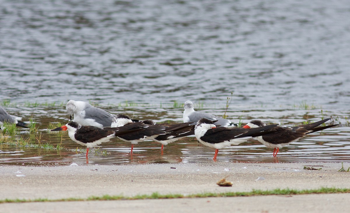 Black Skimmer - ML71283681