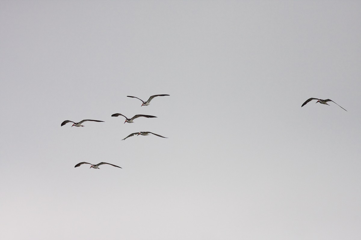 Black Skimmer - ML71283721