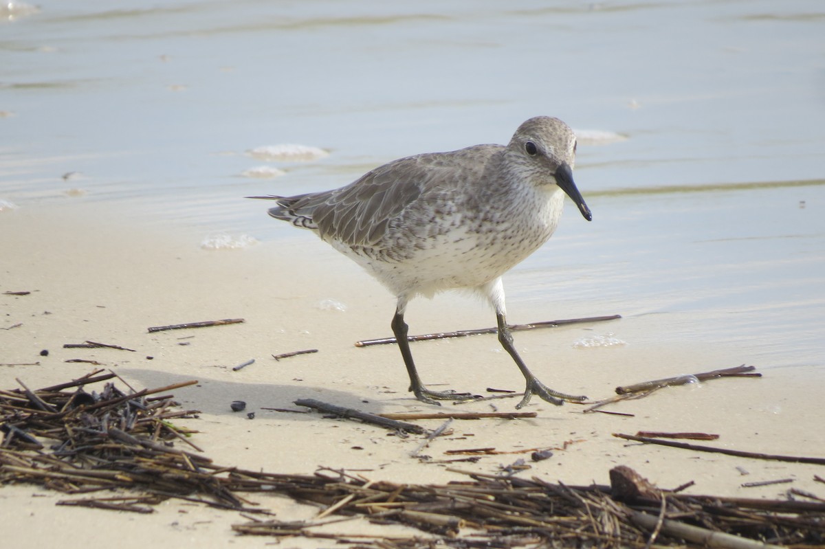 Red Knot - Brian Johnston