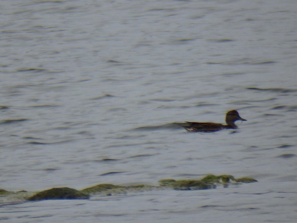 Green-winged Teal - David Lichter