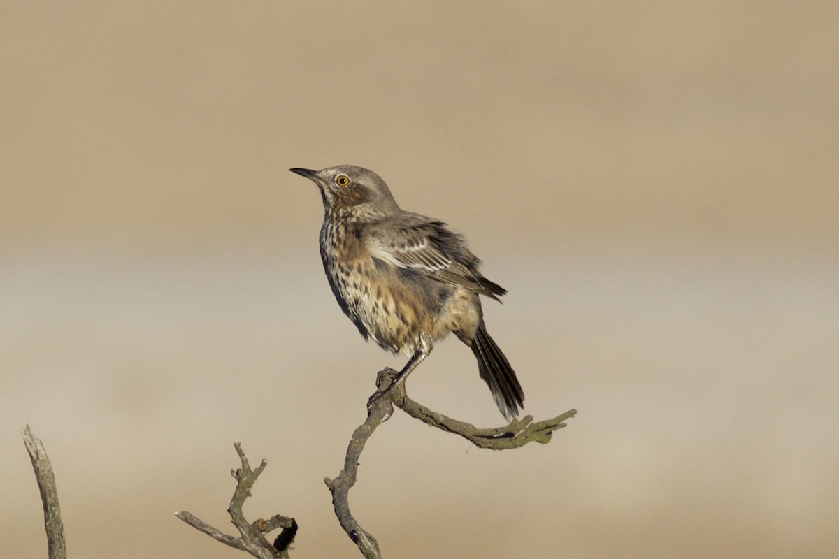 Sage Thrasher - ML71285841