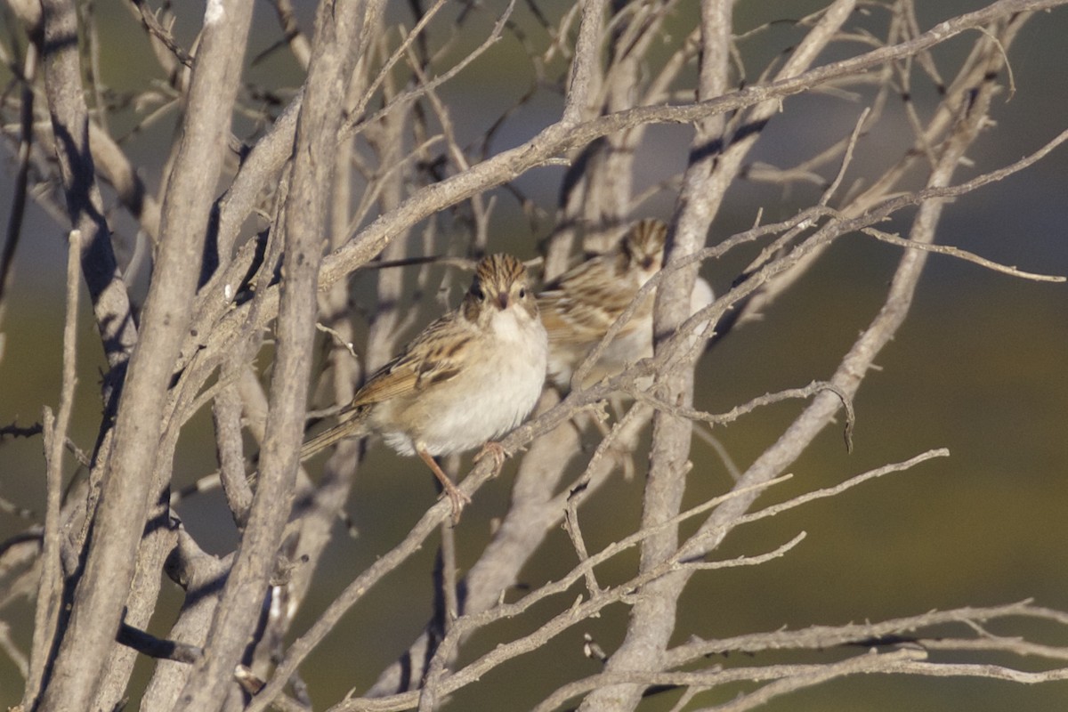 Brewer's Sparrow - ML71285891