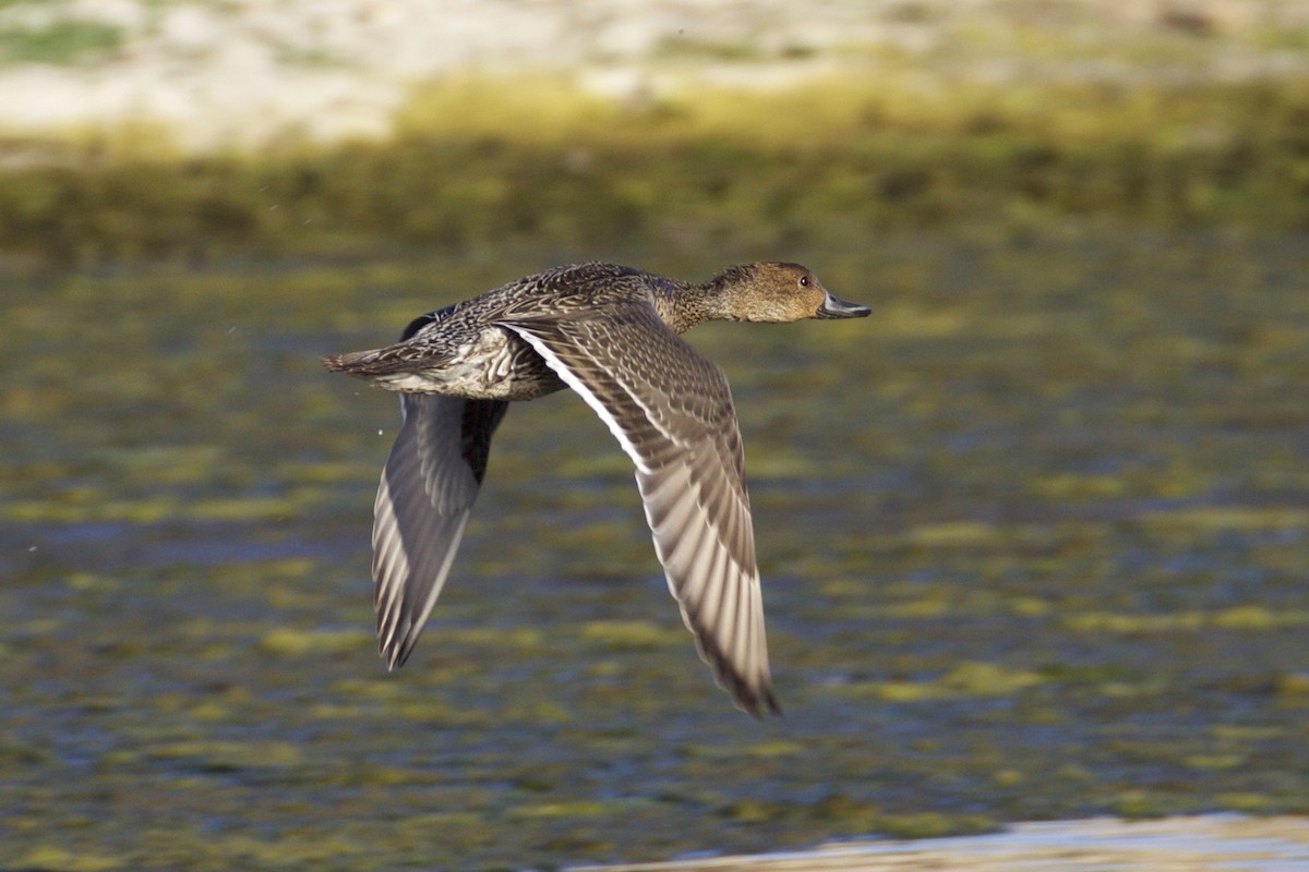 Northern Pintail - ML71286061