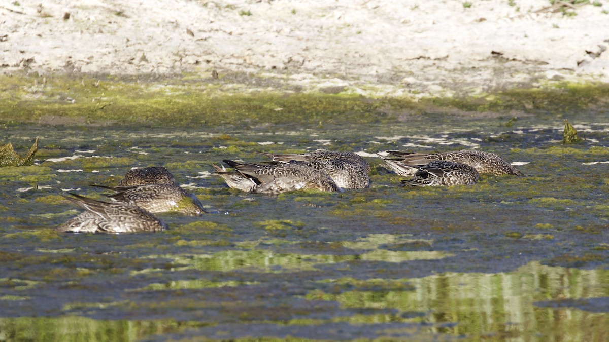 Northern Pintail - ML71286131