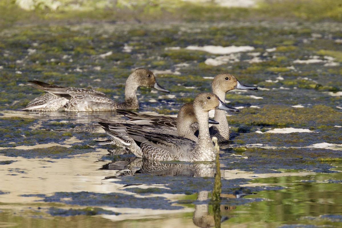 Northern Pintail - ML71286171