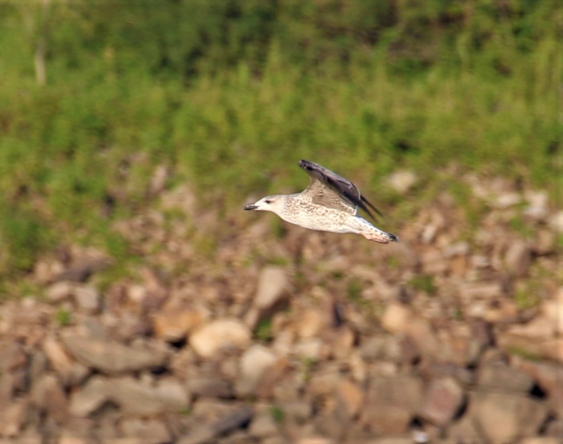 Great Black-backed Gull - ML71286301