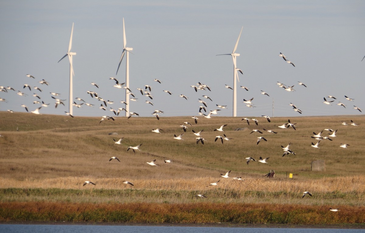 American Avocet - ML71289061