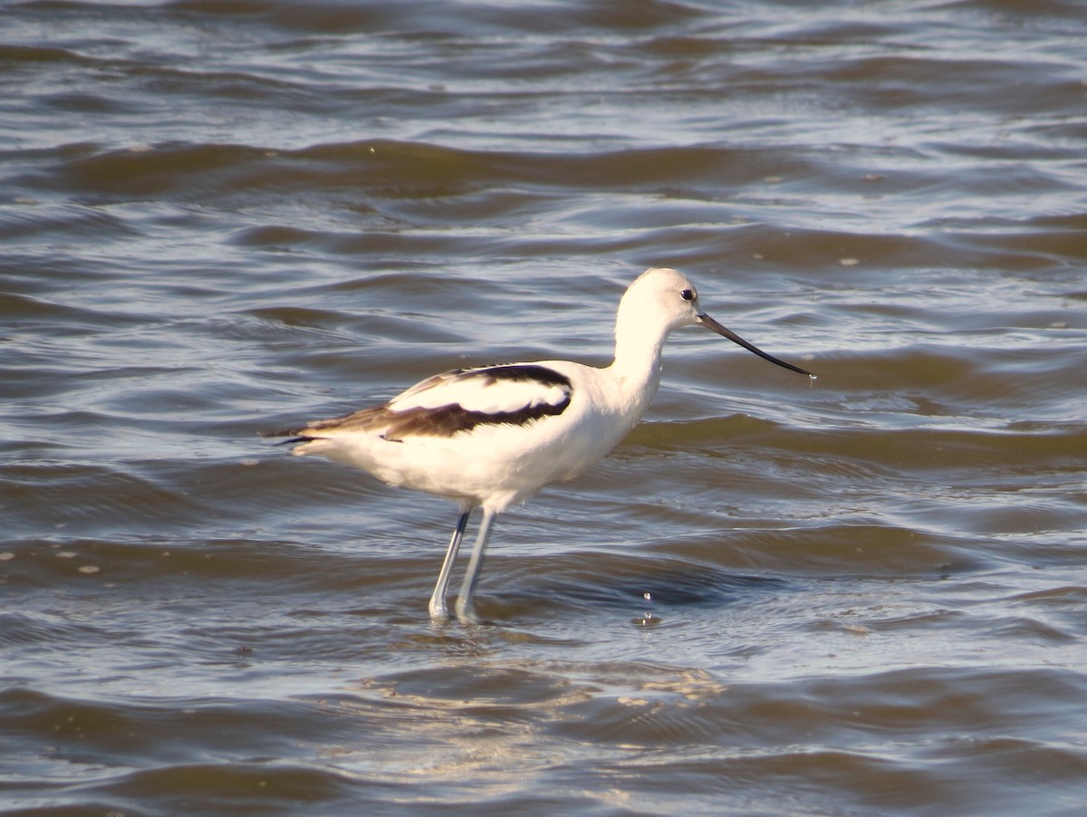 American Avocet - ML71289201
