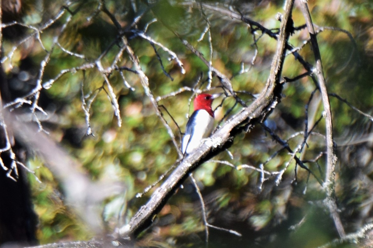 Red-headed Woodpecker - ML71289601