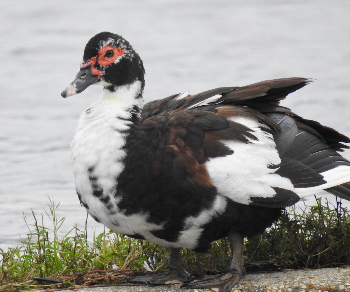 Muscovy Duck (Domestic type) - Van Remsen