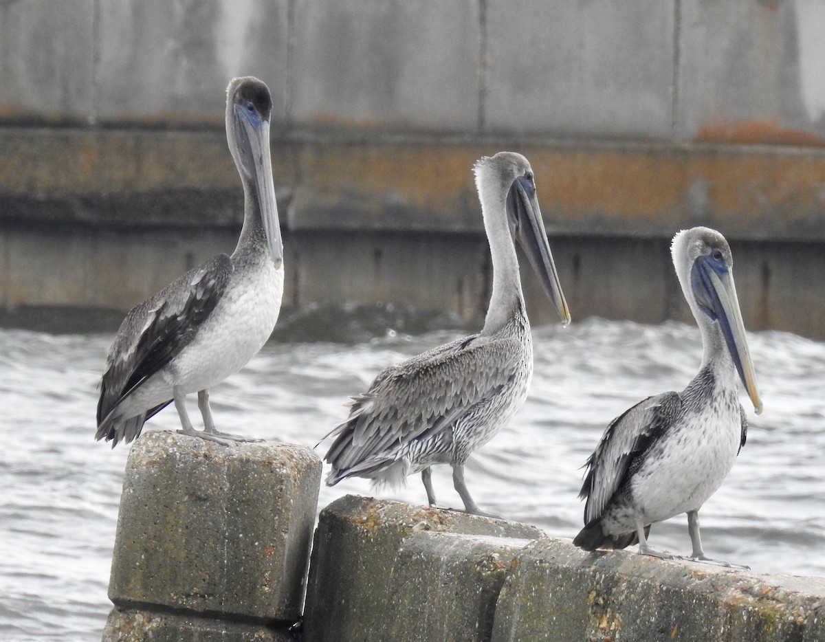 Brown Pelican - ML71289861