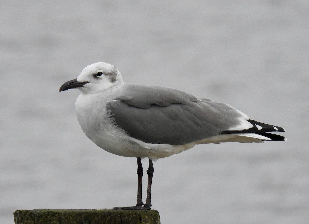 Laughing Gull - Van Remsen
