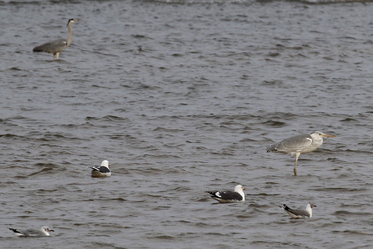 Gray Heron (Mauritanian) - ML712902