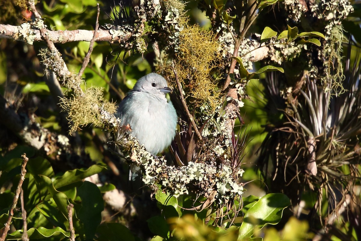 Sayaca Tanager - Josef Widmer