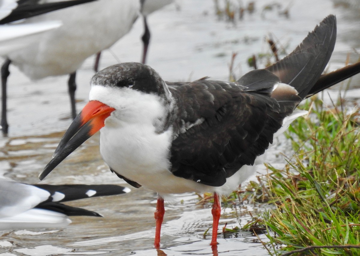 Black Skimmer - Van Remsen