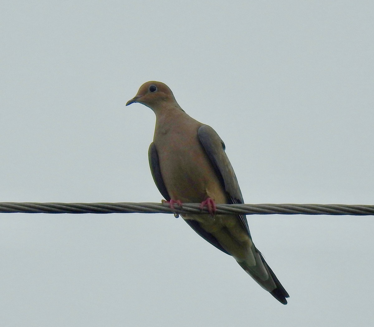 Mourning Dove - Van Remsen