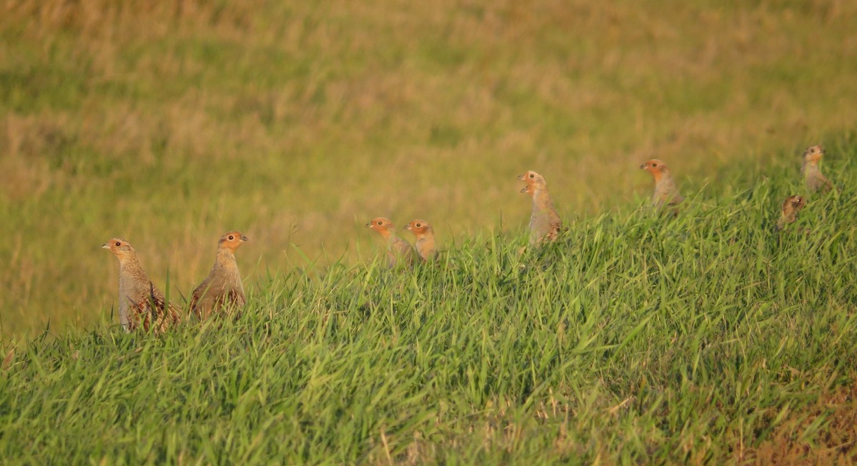 Gray Partridge - ML71290801