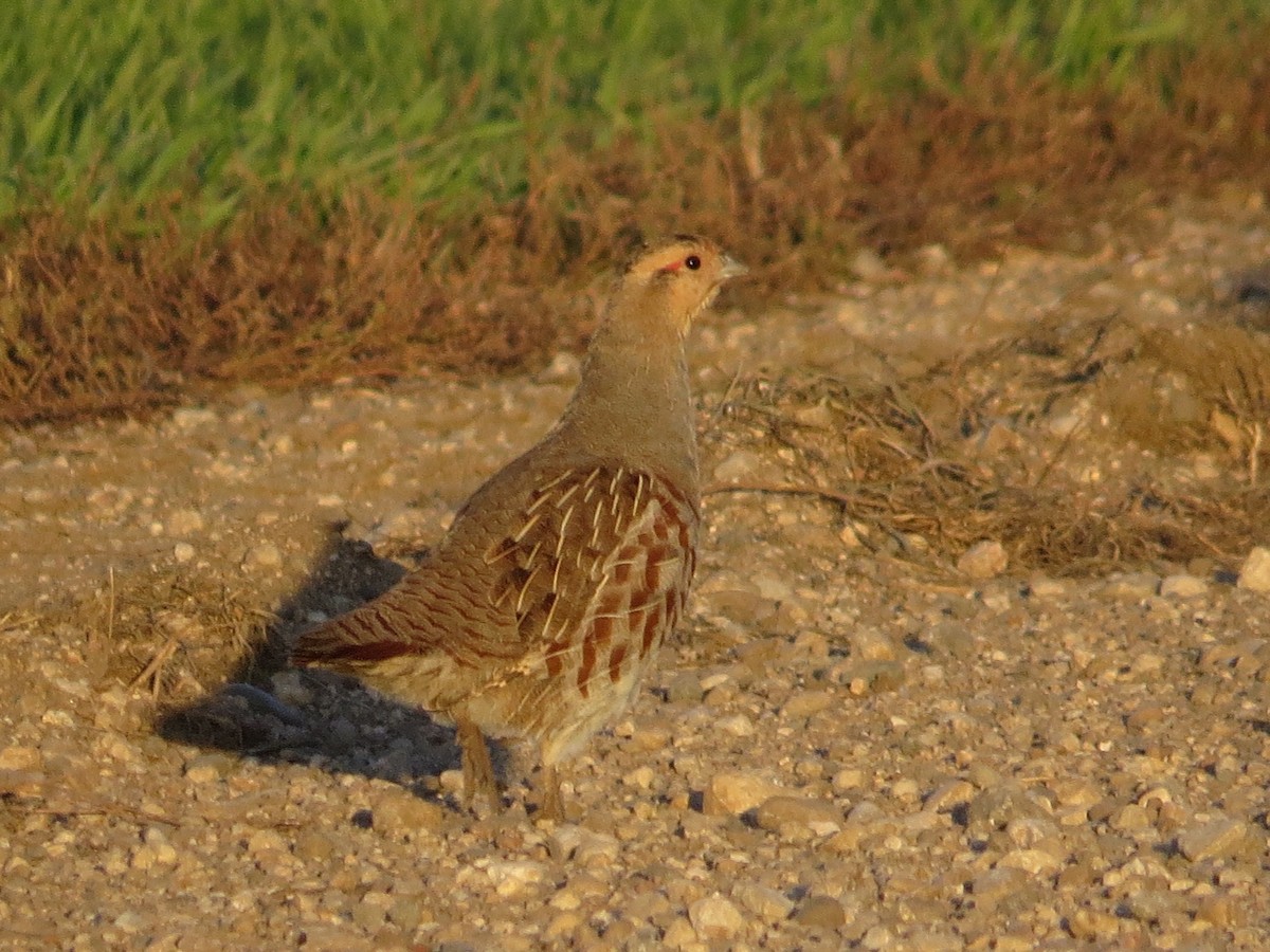 Gray Partridge - ML71290871