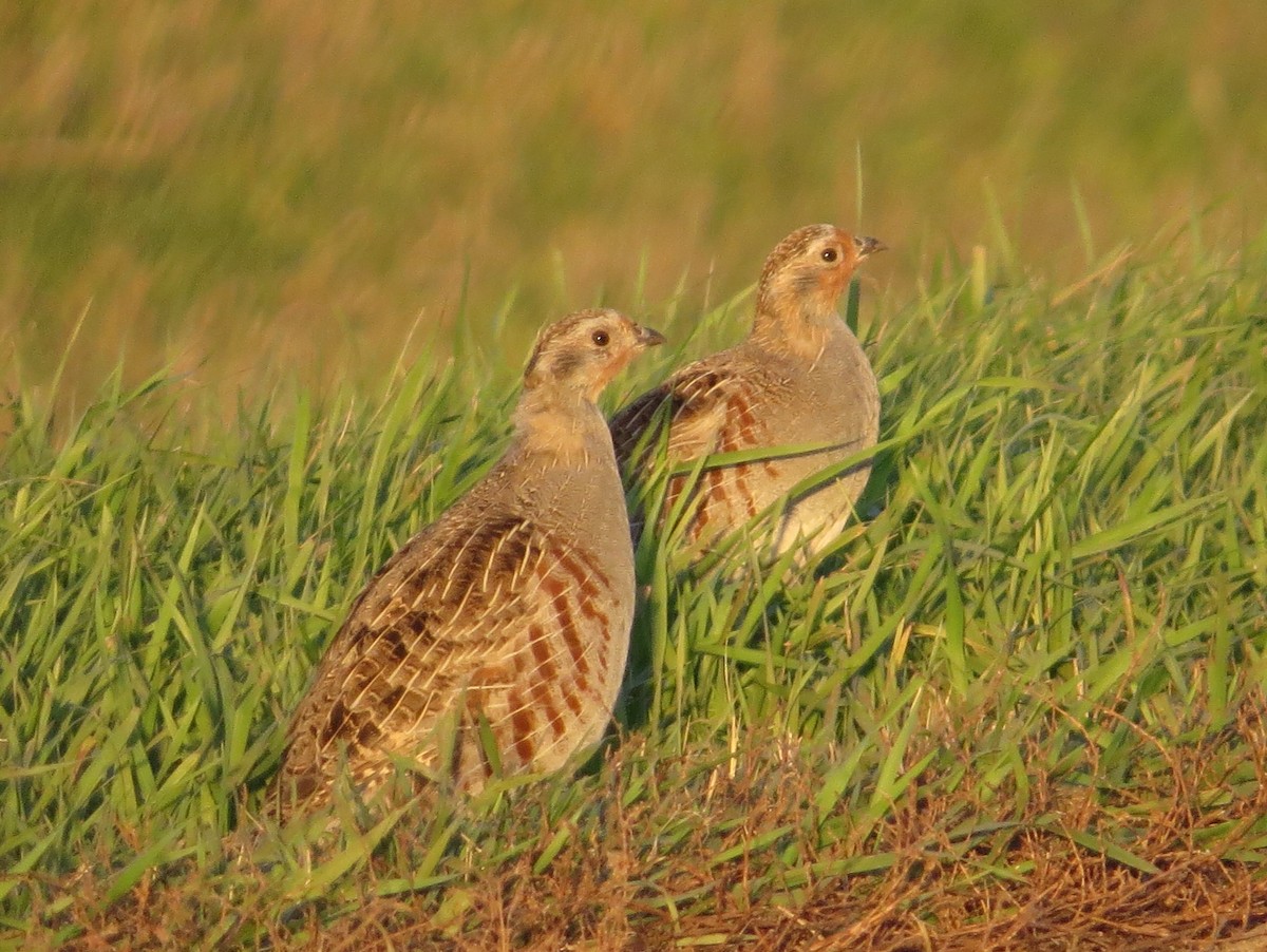 Gray Partridge - ML71290901