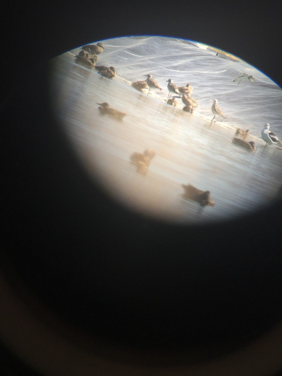 Black-bellied Plover - ML71291291