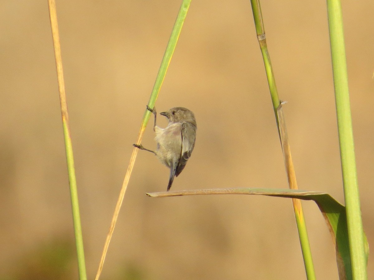 Bushtit - ML71291981